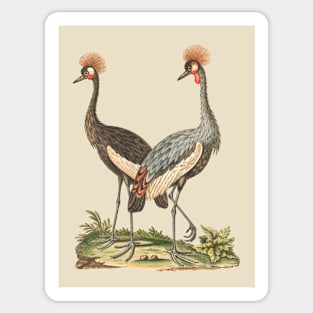 Wildlife Birds Illustration of Crowned African Crane Sticker